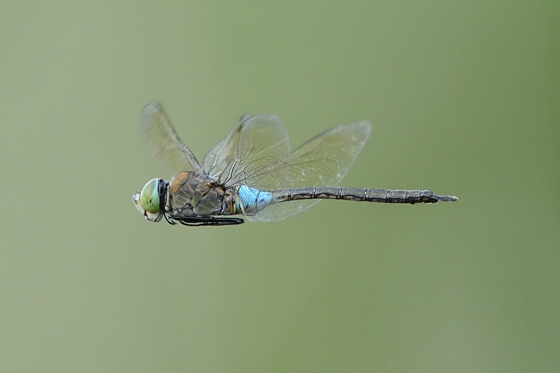 Anax parthenope in volo